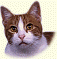 Katzen - Online